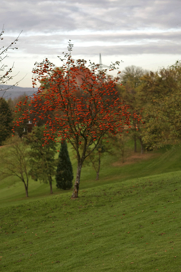 Farbtupfer im Herbst