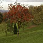 Farbtupfer im Herbst