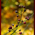 Farbtupfer im Herbst