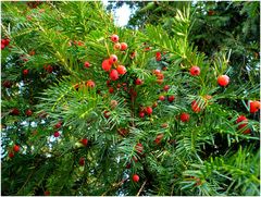 Farbtupfer im Herbst