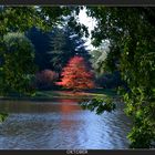 Farbtupfer im Herbst - Karlsaue / Kassel