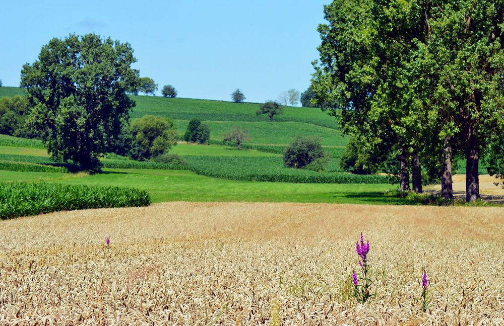 ~~~ Farbtupfer im Kornfeld ~~~