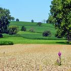 ~~~ Farbtupfer im Kornfeld ~~~