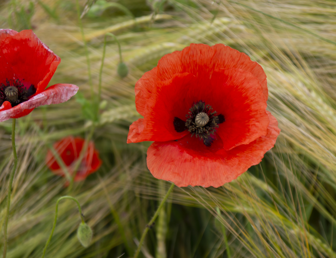 Farbtupfer im Kornfeld