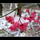 Farbtupfer im Neuschnee...