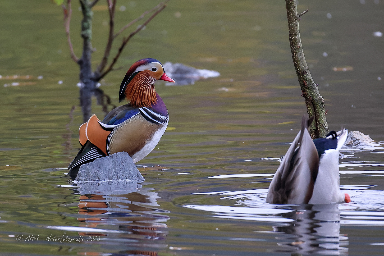 Farbtupfer im Novembergrau - 1