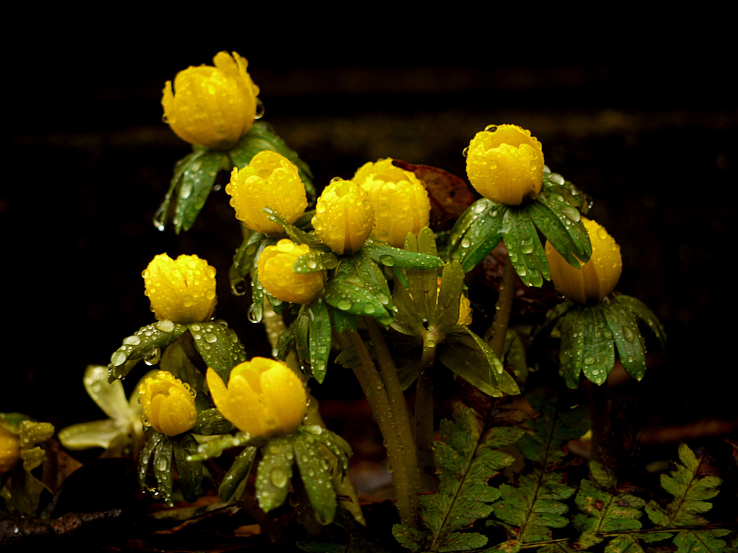 Farbtupfer im Regen