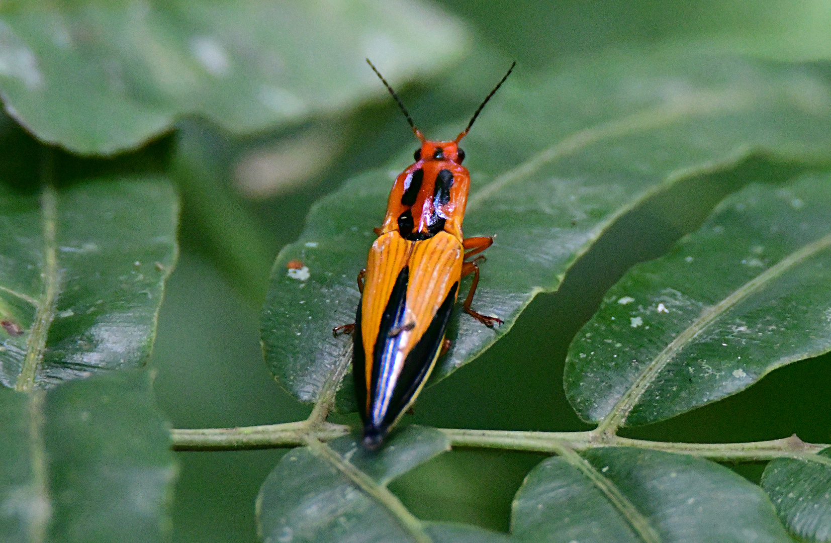 Farbtupfer im Regenwald