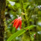 Farbtupfer im Regenwald