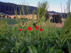 - Farbtupfer im Rübenacker-