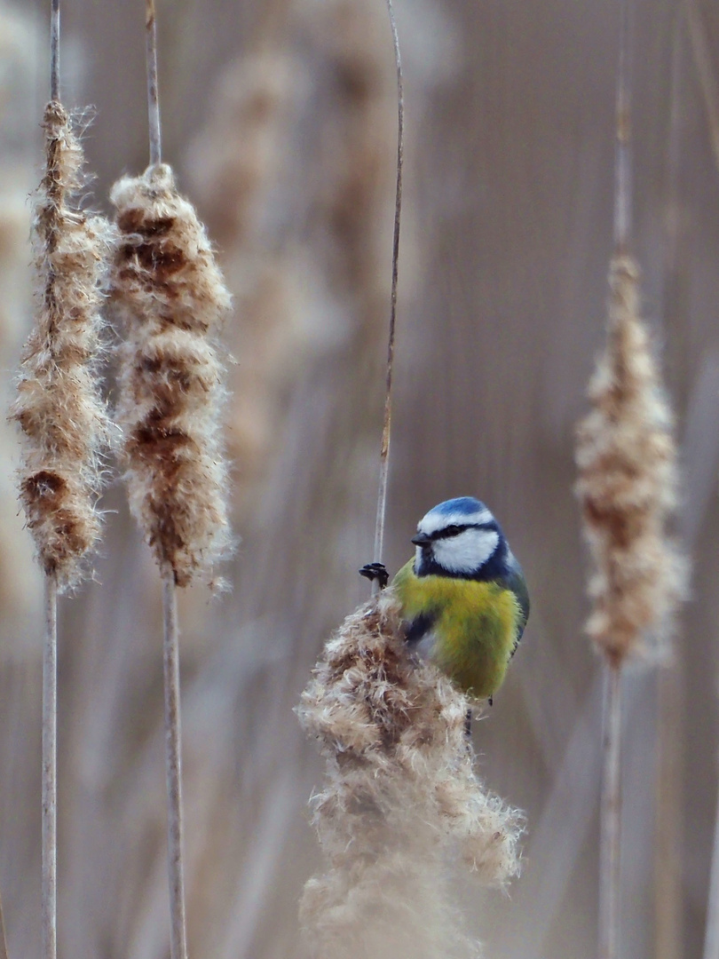 Farbtupfer im Schilf