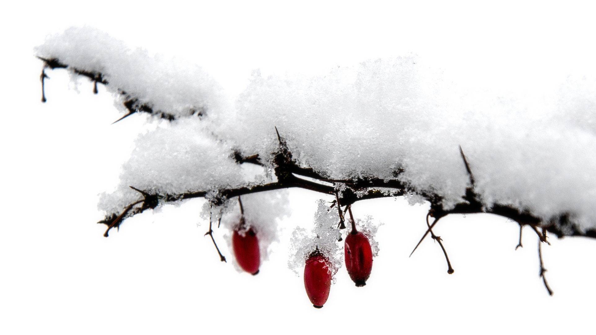 Farbtupfer im Schnee