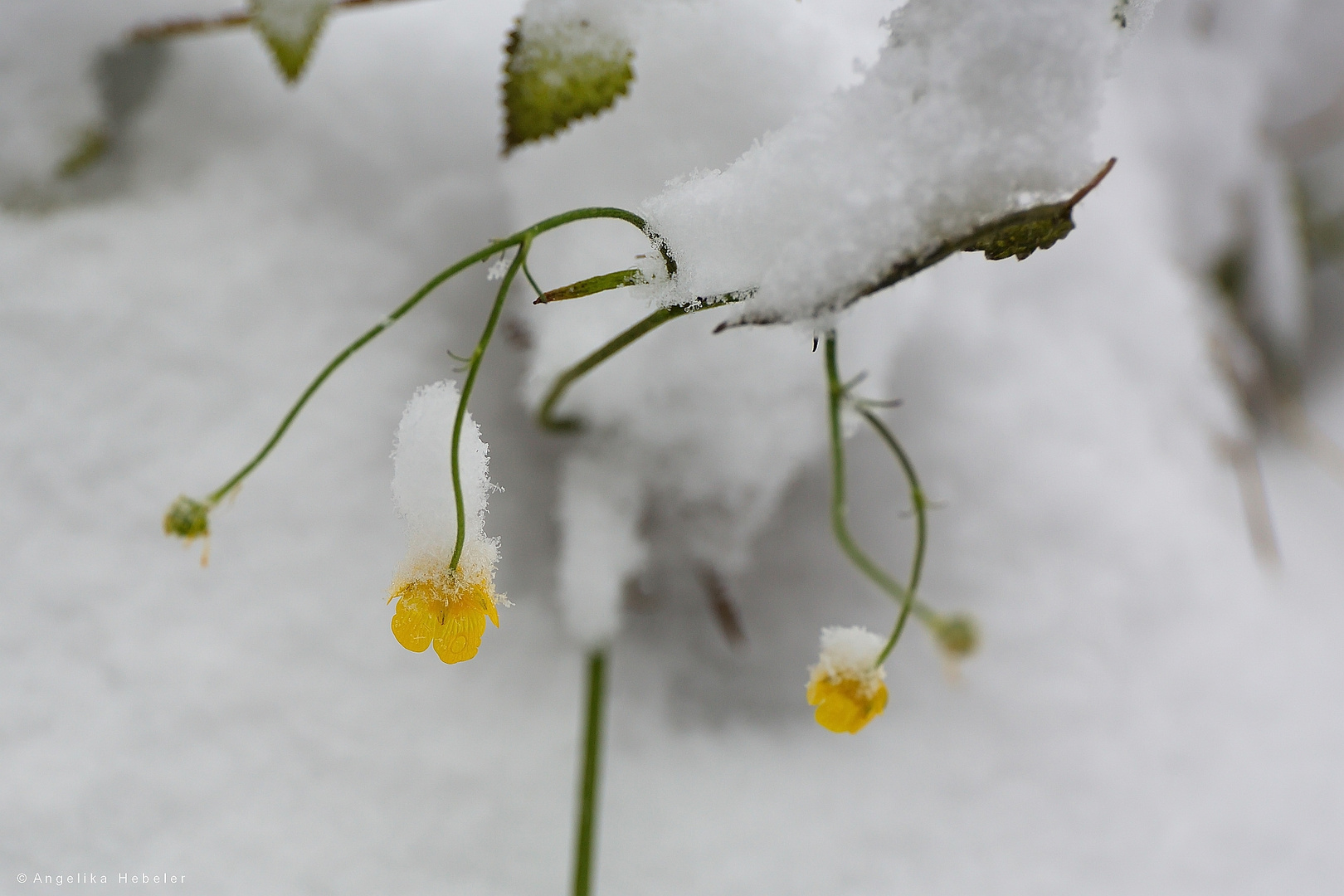 Farbtupfer im Schnee