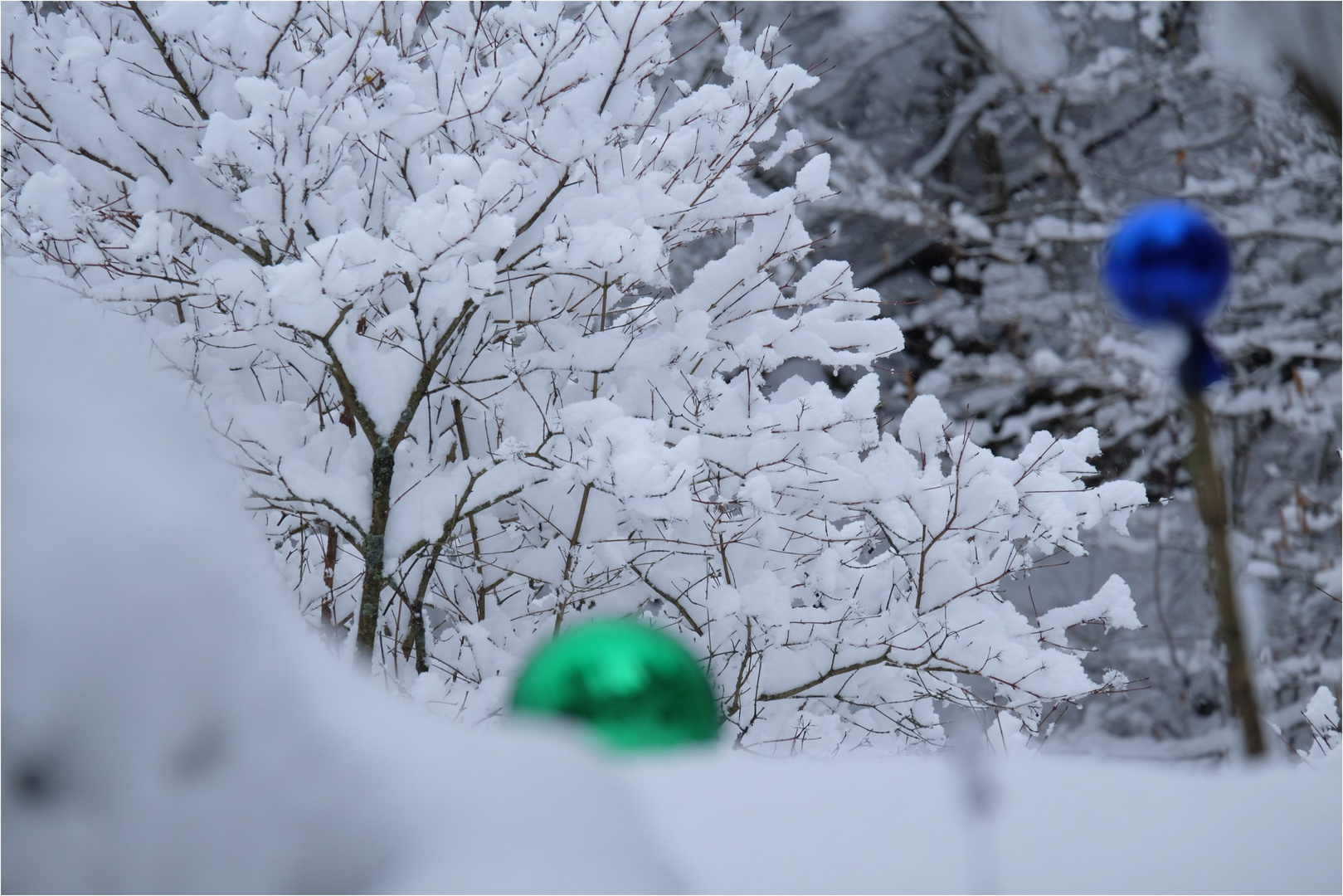 Farbtupfer im Schnee..