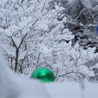 Farbtupfer im Schnee..