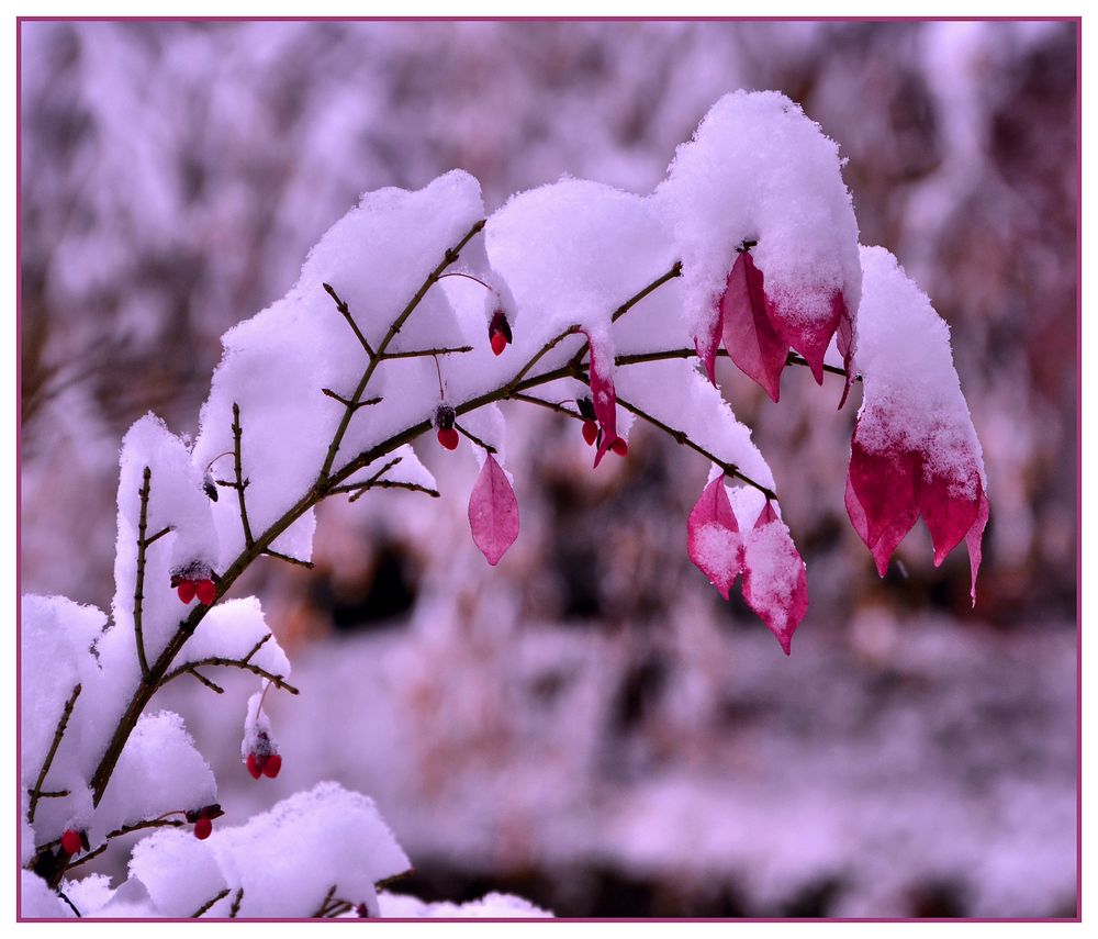 Farbtupfer im Schnee 2