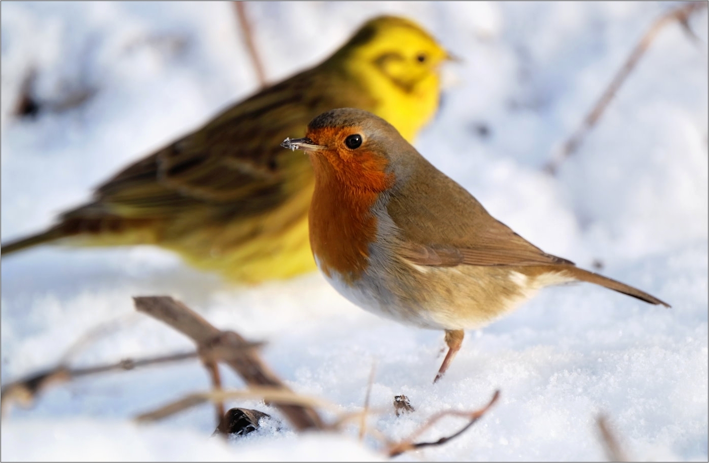 Farbtupfer im Schnee