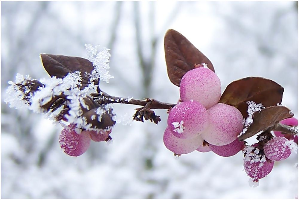 Farbtupfer im Schnee