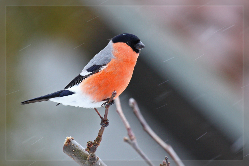 Farbtupfer im Schnee