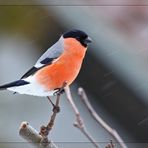 Farbtupfer im Schnee