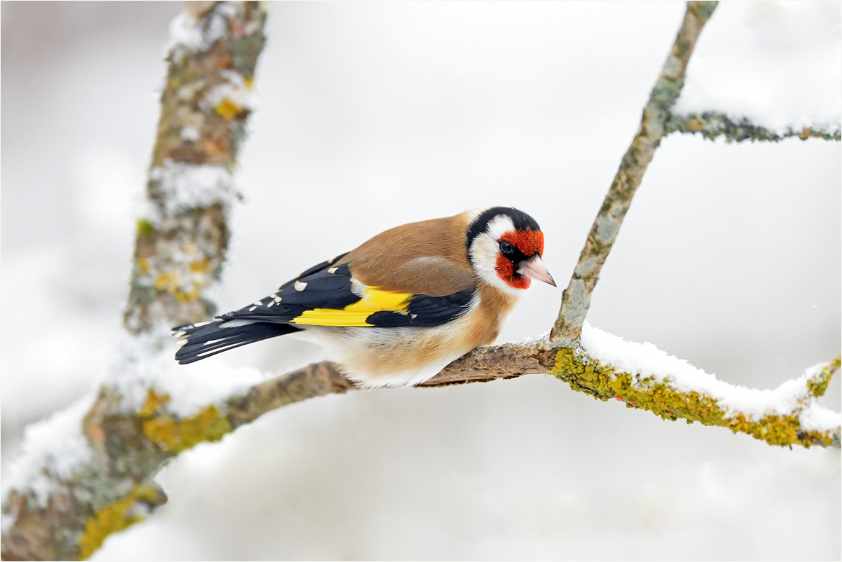 Farbtupfer im Schnee