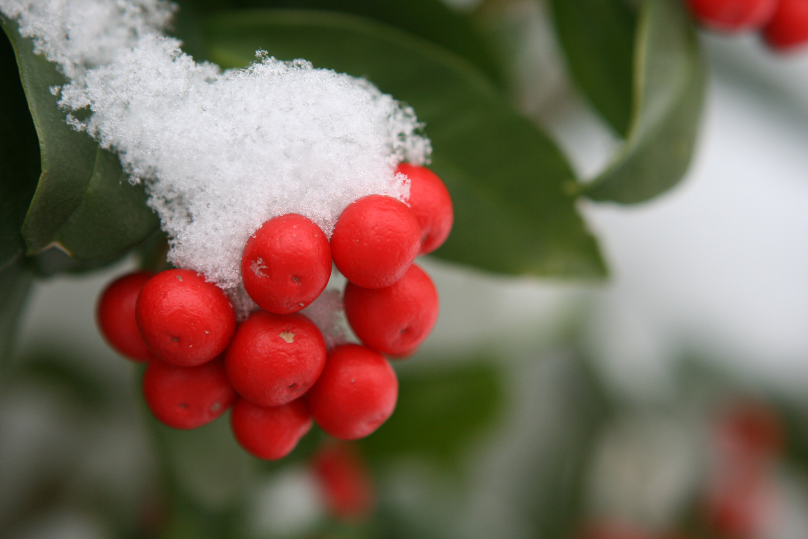 Farbtupfer im Schnee