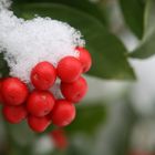 Farbtupfer im Schnee