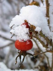 Farbtupfer im Schnee