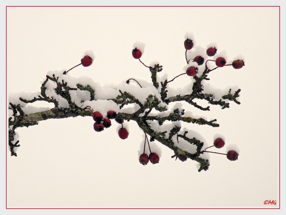 Farbtupfer im Schnee...