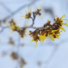 Farbtupfer im Schnee