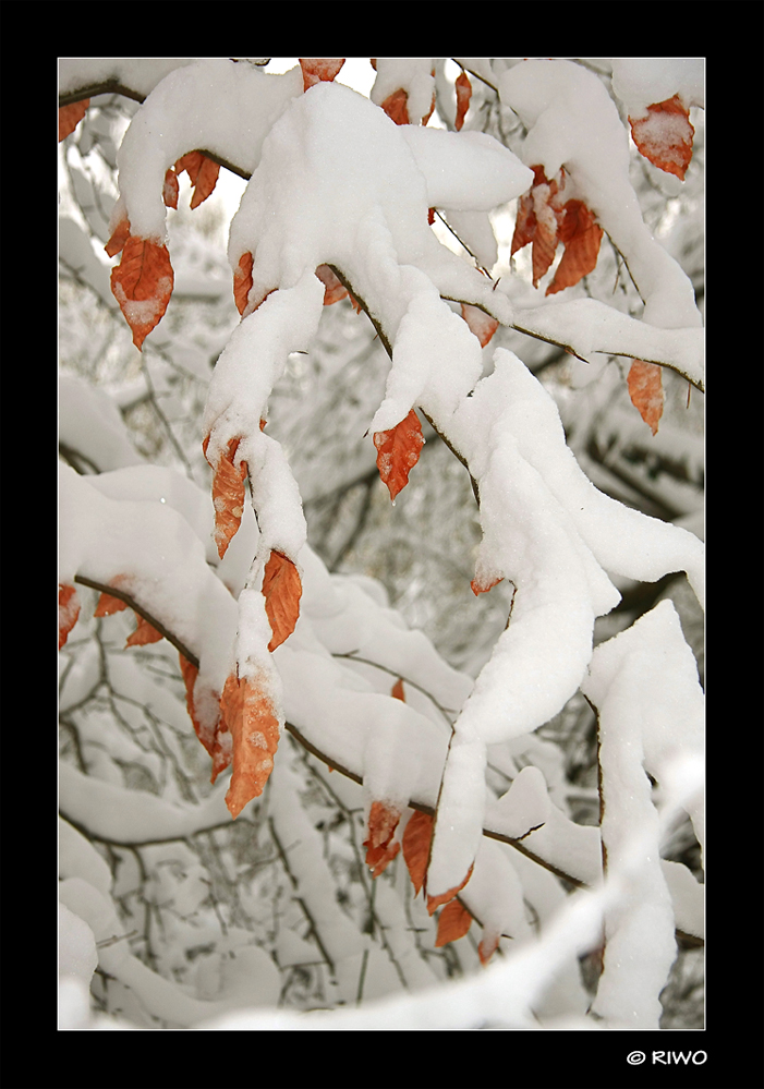 Farbtupfer im Schnee.........