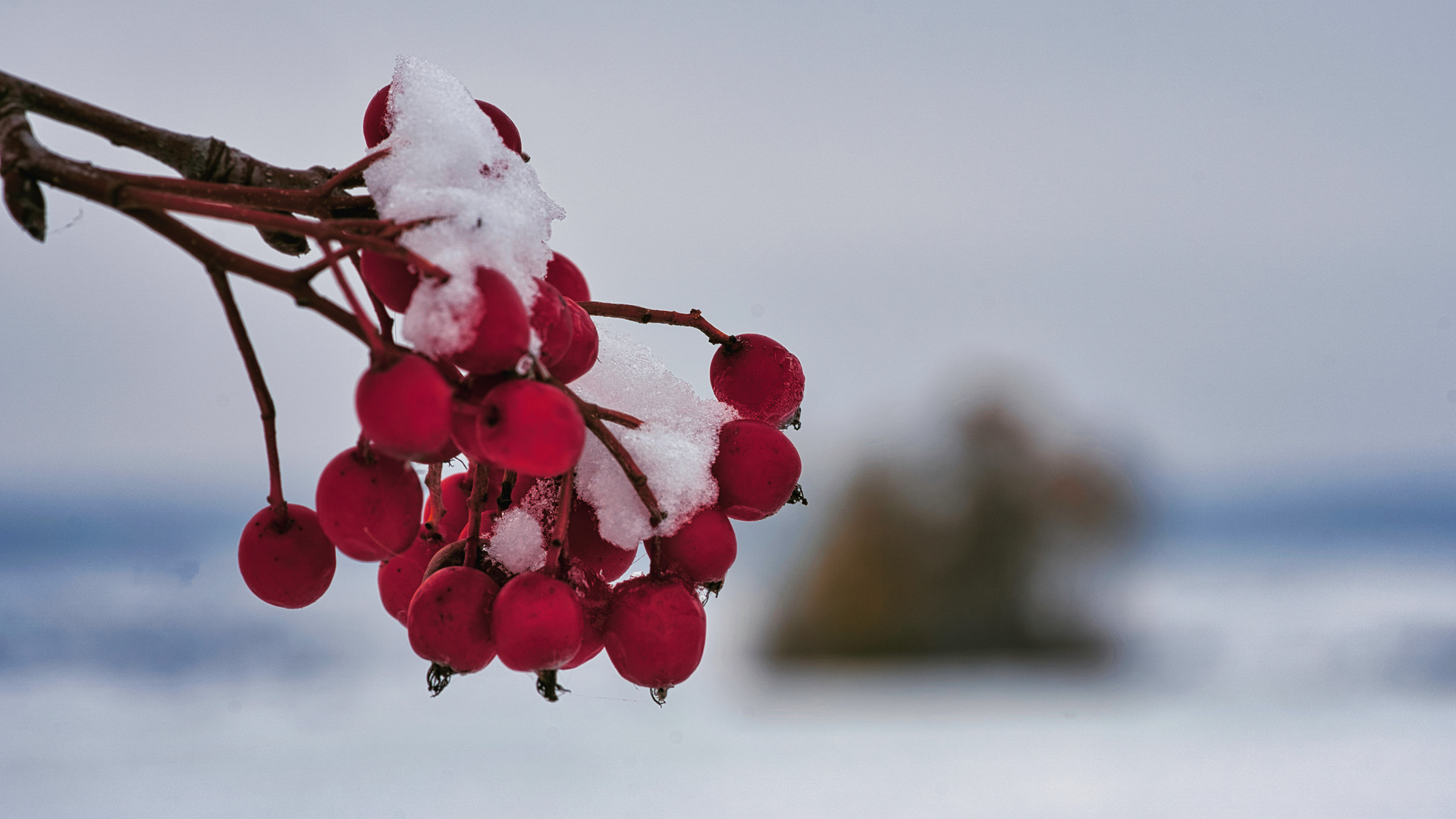 Farbtupfer im Schnee