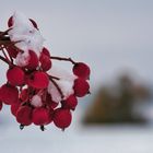Farbtupfer im Schnee