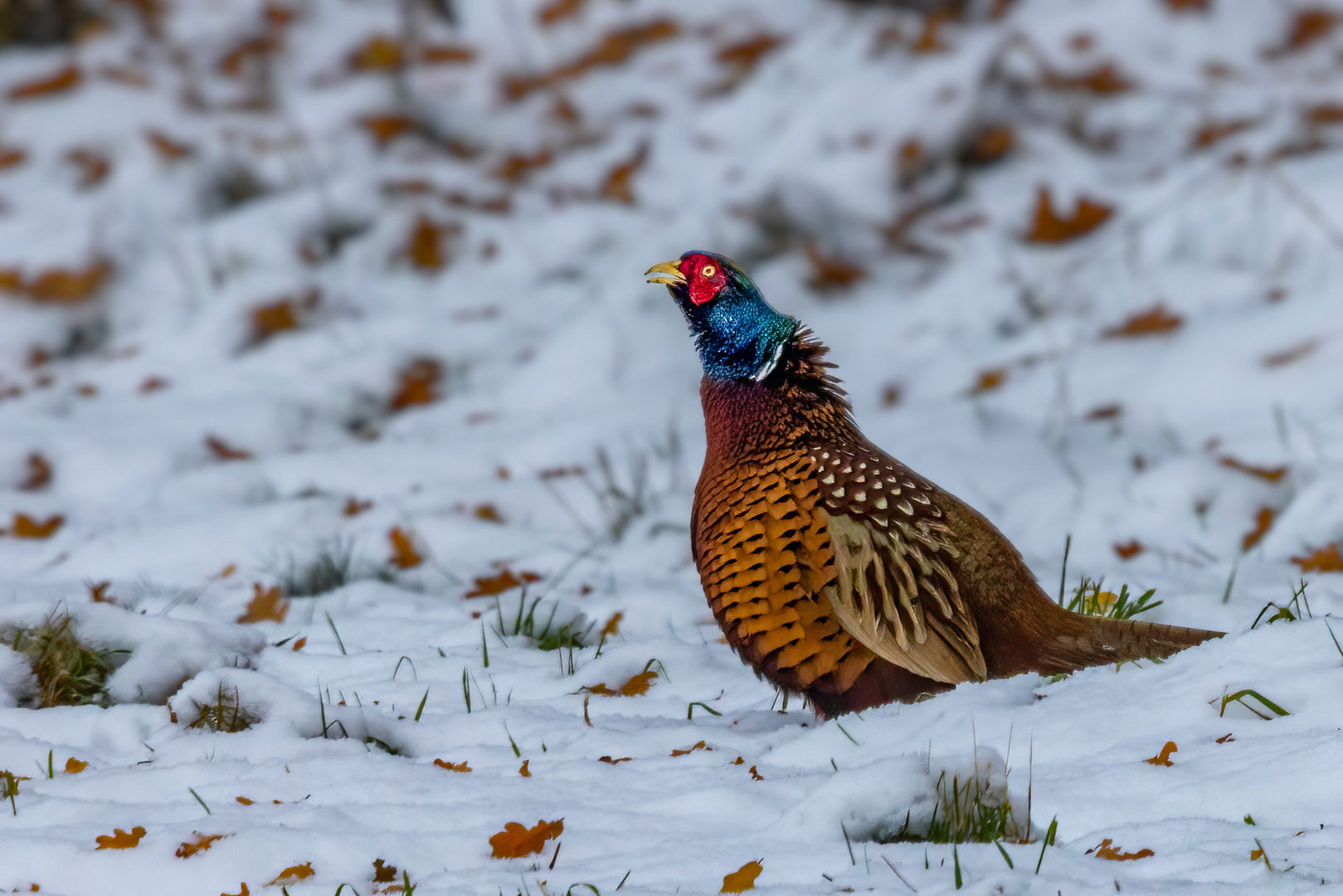 Farbtupfer im Schnee