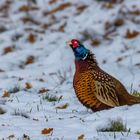 Farbtupfer im Schnee