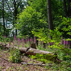 Farbtupfer im Sommerwald