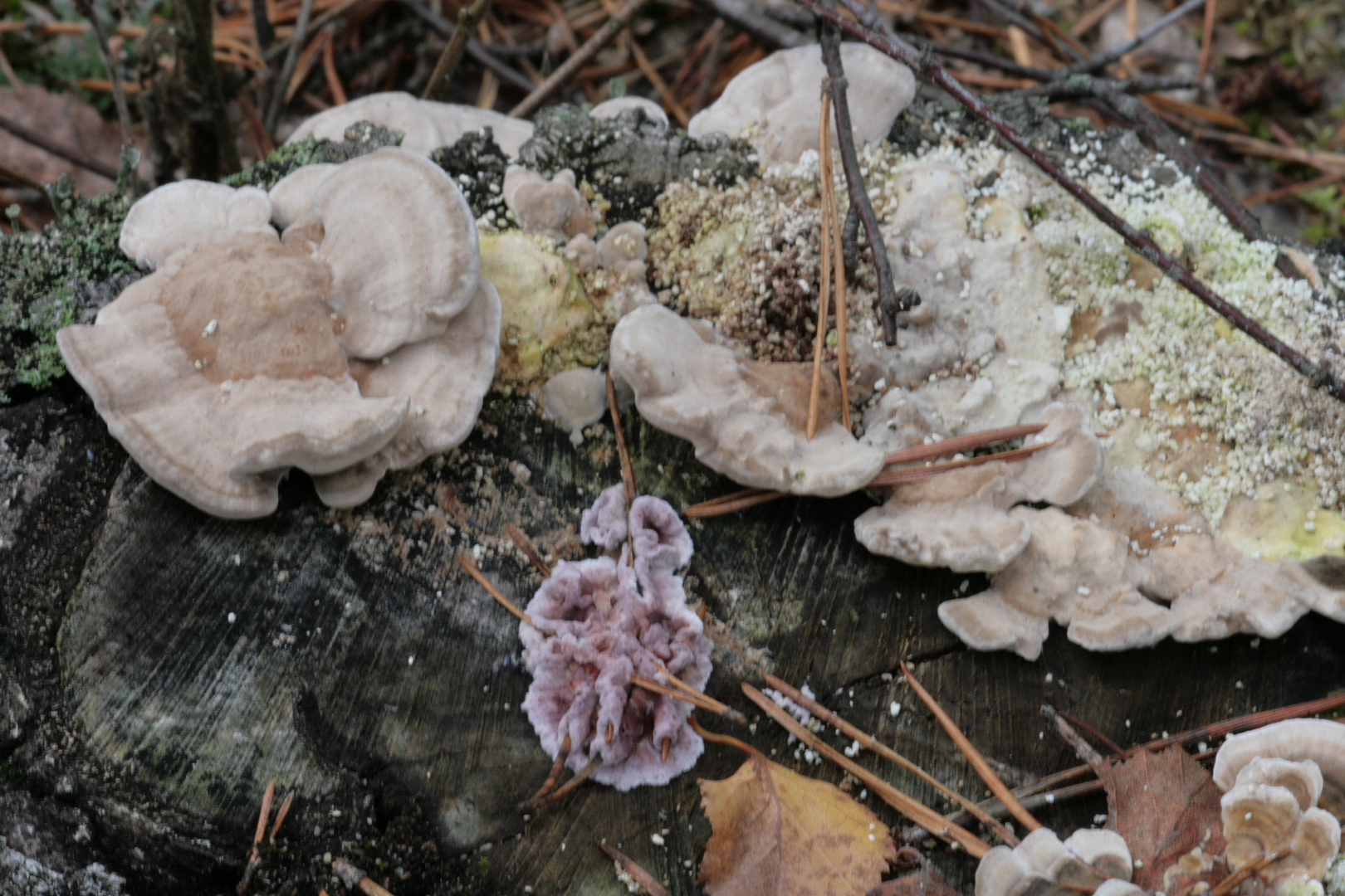 Farbtupfer im Spätherbst