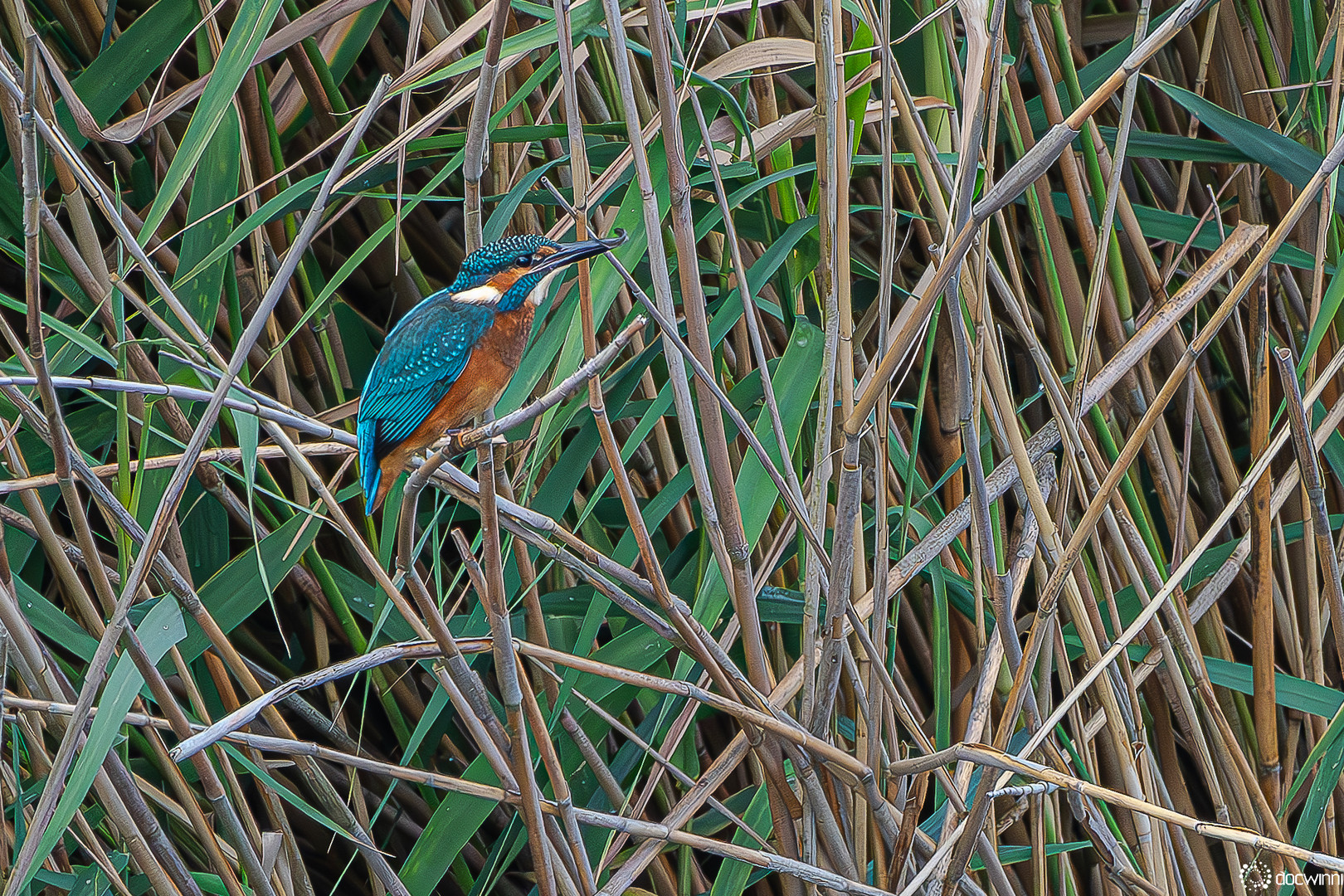 Farbtupfer im Uferschilf