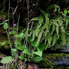 Farbtupfer im Wald