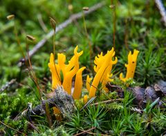 Farbtupfer im Wald