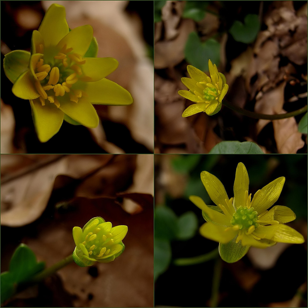 Farbtupfer im Wald