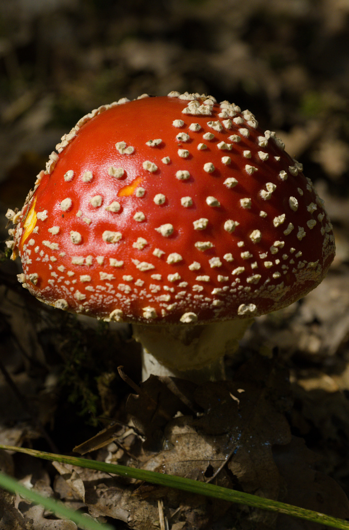 Farbtupfer im Wald