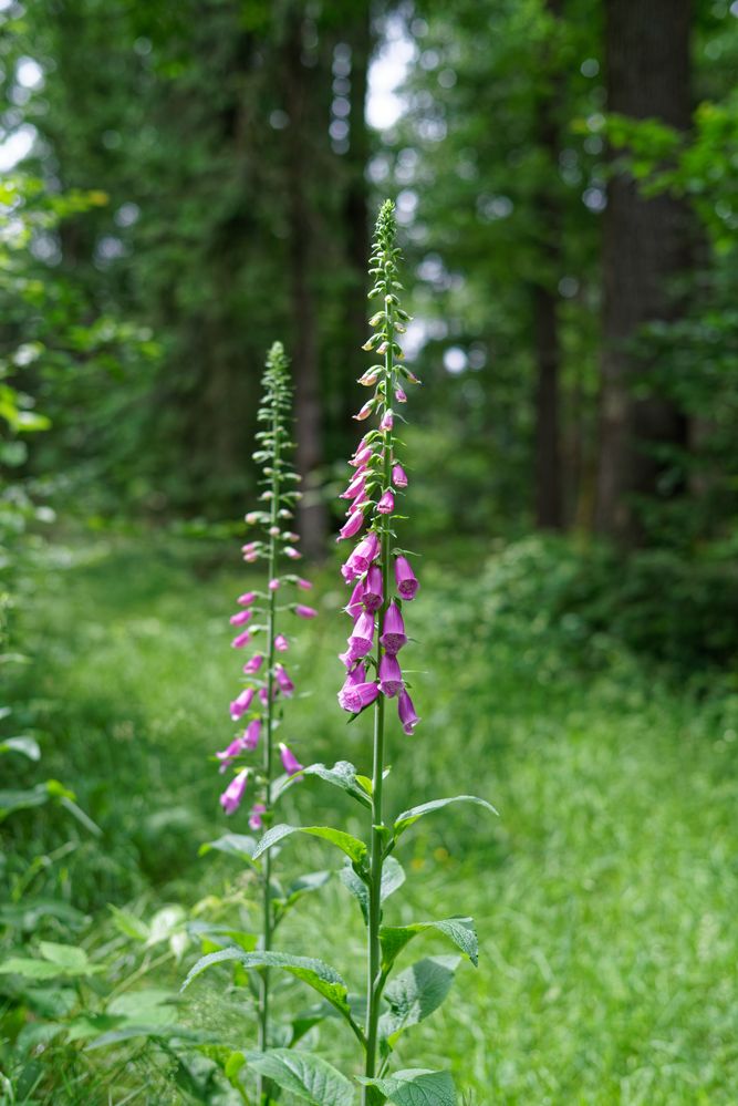 Farbtupfer im Wald