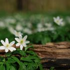 Farbtupfer im Wald