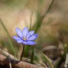 Farbtupfer im Wald