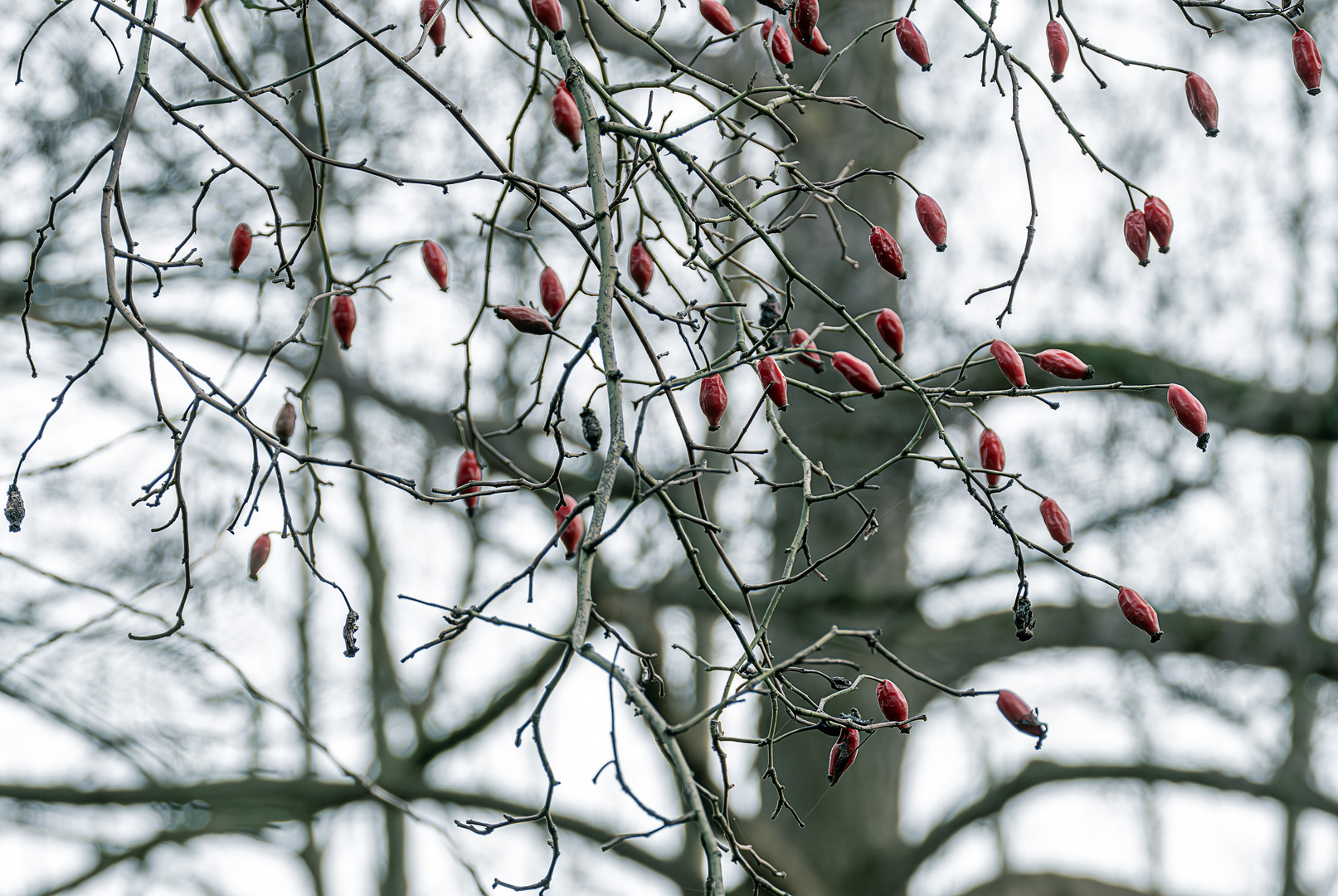 Farbtupfer im Winter