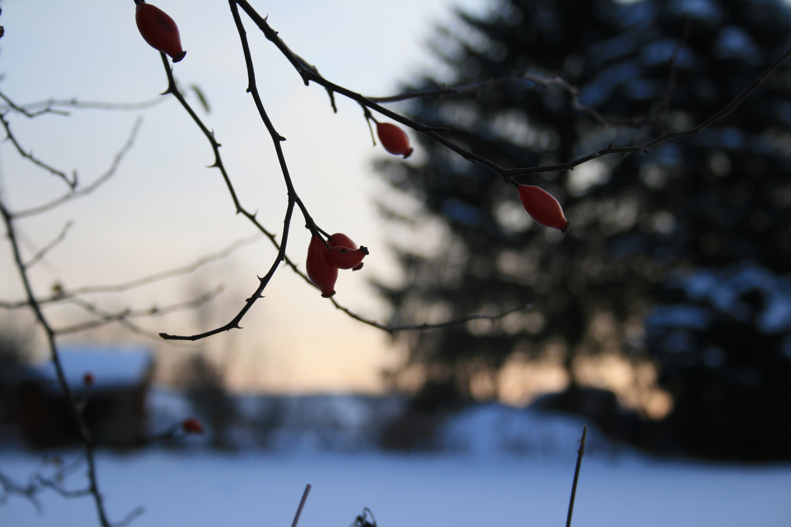 Farbtupfer im Winter