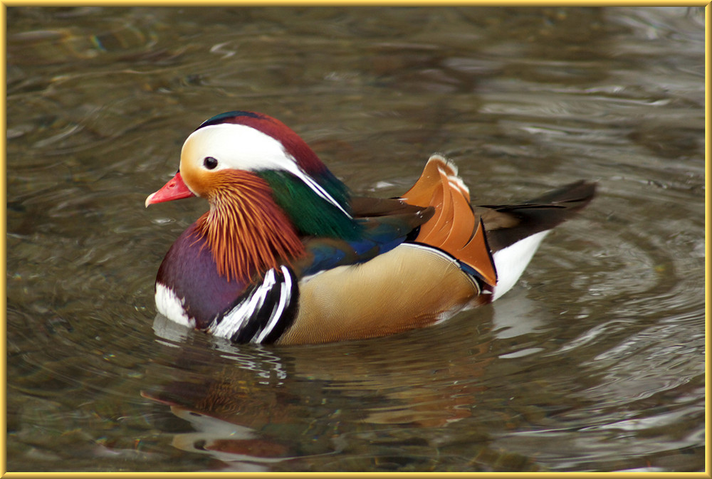 Farbtupfer im Winter