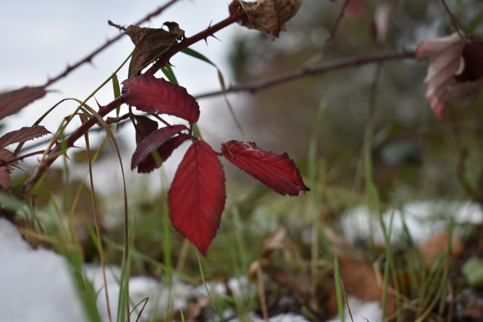 Farbtupfer im Winter