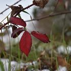 Farbtupfer im Winter